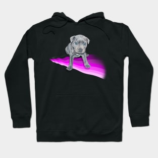 Gorgeous blue staffy pup painting on a rainbow wave Hoodie